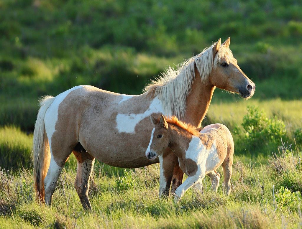 Assateague Horse, see Chincoteague pony